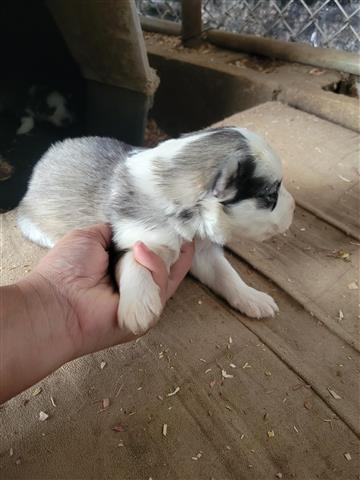 $800 : Siberian Husky image 5