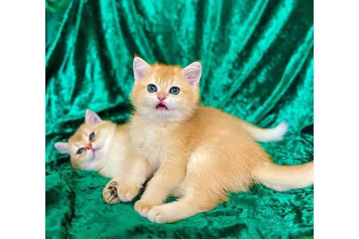 $380 : Gatitos Ragdoll Azules image 1