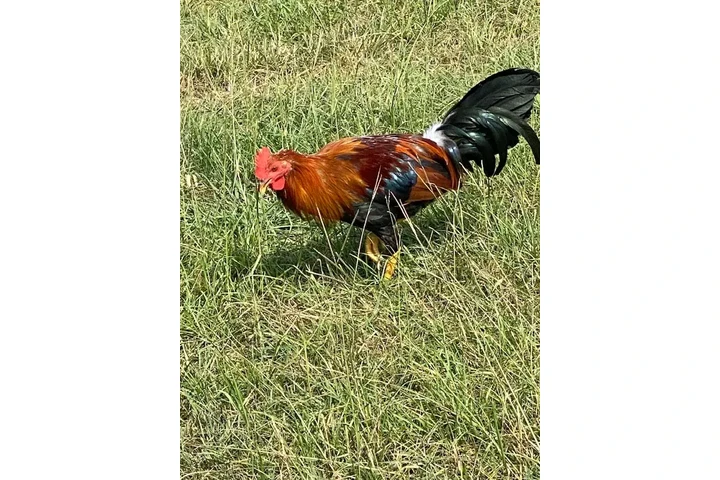 $200 : Chicken roster image 8