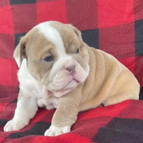 $500 : English bulldog pups for adopt image 1