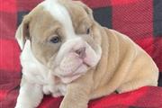 $500 : English bulldog pups for adopt thumbnail