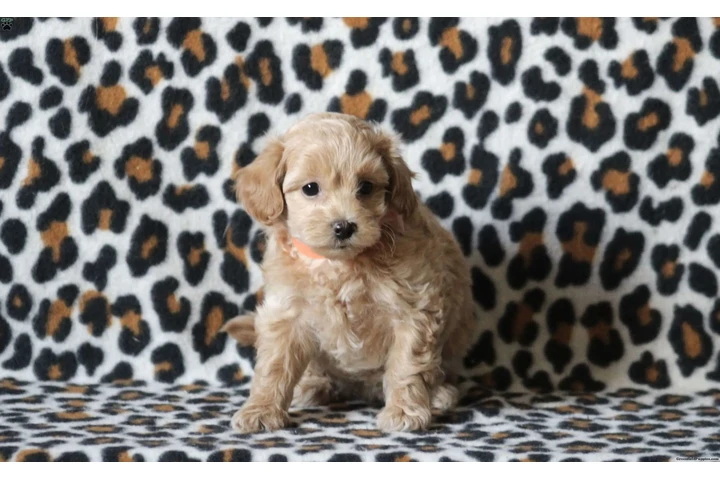 $300 : Puppies for adoption near me image 4