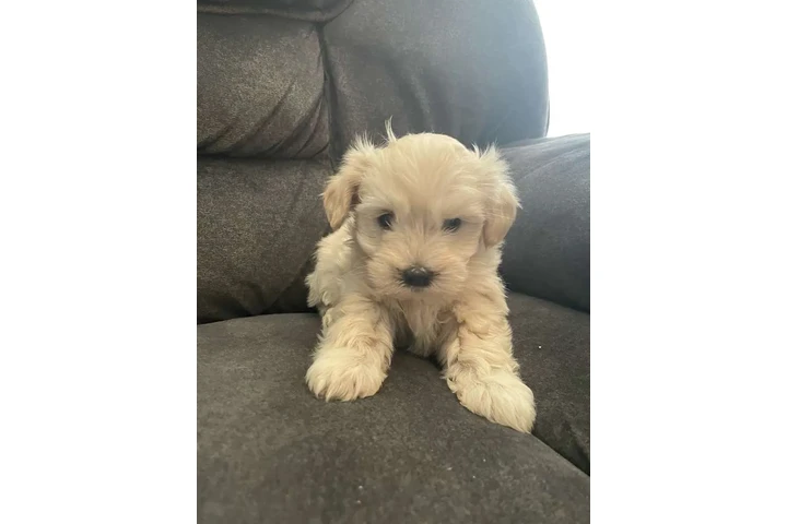 $350 : Cachorros shihtzu maltes image 1