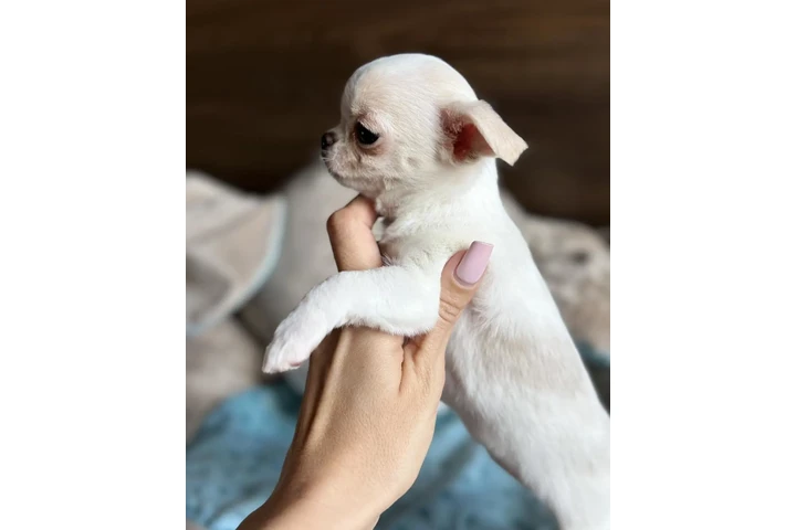 $400 : Chihuahua puppies image 1