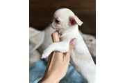 Chihuahua puppies en Atlanta