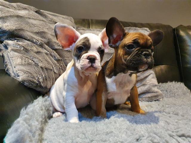 $500 : French bulldog puppies for sel image 2
