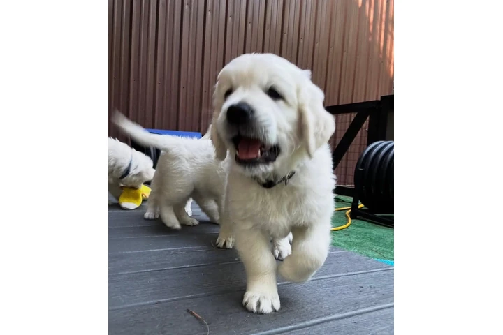 $350 : Cachorros Golden Retriever image 5