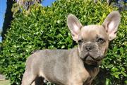 $400 : frenchies for rehoming thumbnail