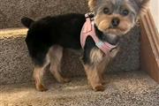 Cachorros yorkie en adopcion en Washington DC