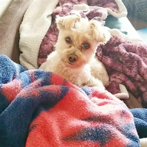$400 : YORKIES FOR SALE image 1