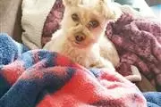 YORKIES FOR SALE en Lexington