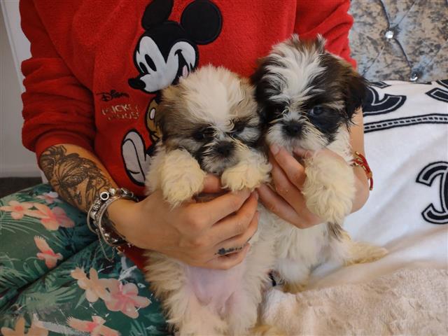 $500 : Adorable shih tzu puppies image 1