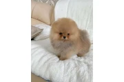 $400 : Pomerania puppies thumbnail