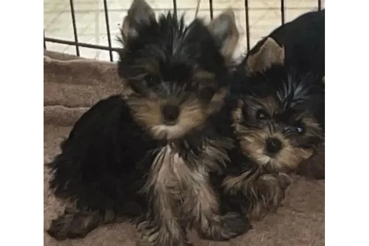 $450 : Cachorros Yorky image 1