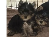 Cachorros Yorky en Caracas