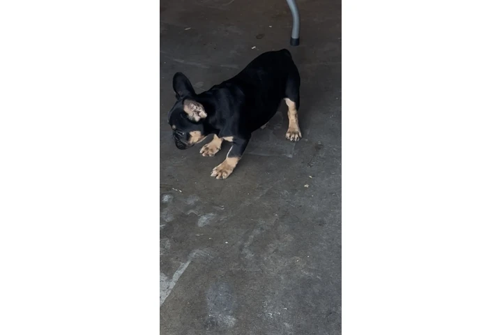 $1700 : Frenchie  AKC image 2