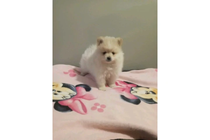 POMERANIANS Y SHIH-TZU 🐕 image 4