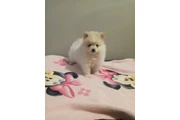 POMERANIANS Y SHIH-TZU 🐕 thumbnail
