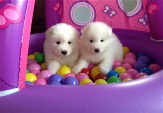 $400 : Samoyed Puppies image 1