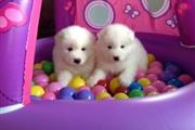 Samoyed Puppies en Fort Worth