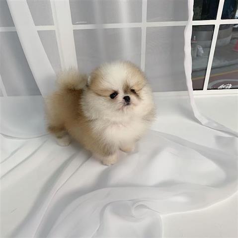 $350 : Cachorros Pomerania en venta image 6