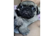 Perros pug en Phoenix
