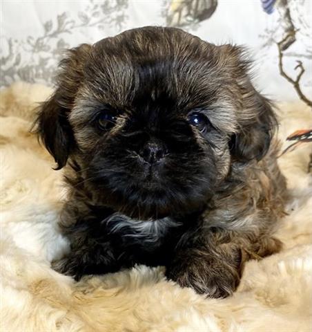 $350 : Shih tzu puppies for adoption image 2