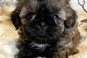 $350 : Shih tzu puppies for adoption thumbnail