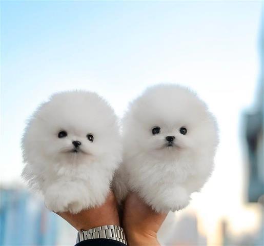 $500 : Adorables cachorros Pomerania image 1