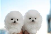 Adorables cachorros Pomerania en Los Angeles