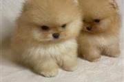 $500 : Teacup Pomeranian puppies 🐶 thumbnail