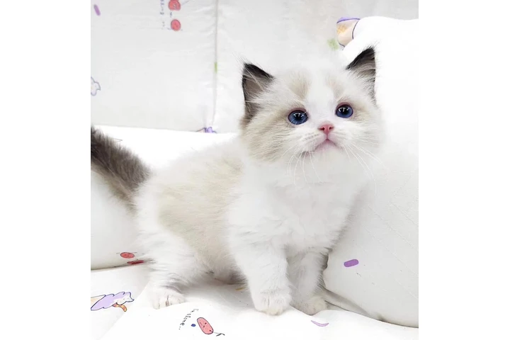 $250 : Ragdoll Kittens For Sale image 1