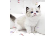 Ragdoll Kittens For Sale en Imperial County