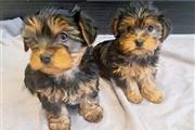 Adorables cachorros yorkie🌺