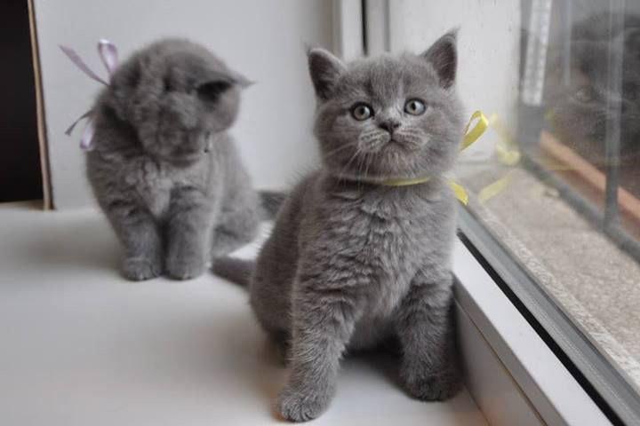 $300 : British shorthair kittens image 2