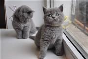 $300 : British shorthair kittens thumbnail