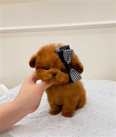 $250 : Teacup Poodle and Yorkie image 3