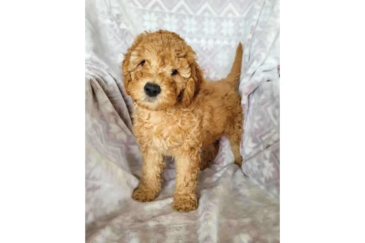 $800 : holly goldendoodle puppies image 1