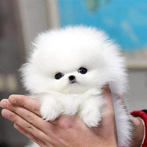 $350 : Cachorro Pomerania en venta image 2