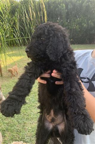 Standard Poodle image 2