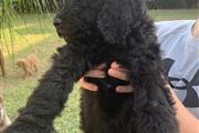 Standard Poodle thumbnail