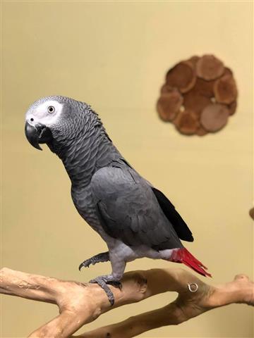 $410 : African Gray Parrots For Sale image 1