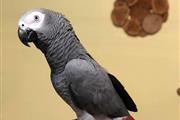 African Gray Parrots For Sale en Los Angeles