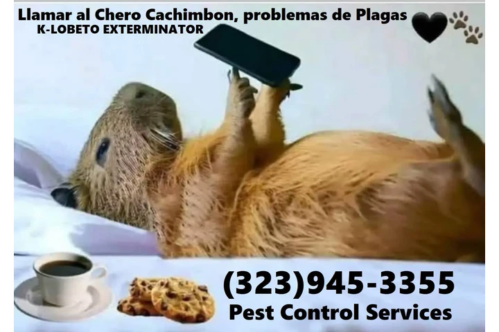 FUMIGACIONES COMERCIALES 24/7. image 9