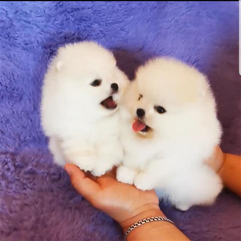 $350 : Pomeranian puppies image 1