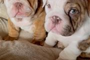 $500 : american bulldog puppy for sal thumbnail