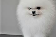 $750 : Mini cachorros de Pomerania thumbnail