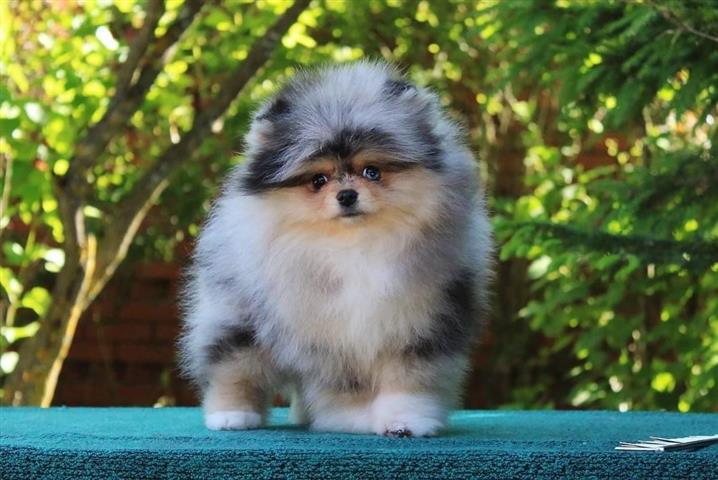 $250 : Teacup Pomeranian Puppies image 1