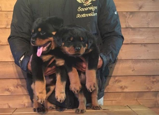 $350 : Rottweiler puppies AKC image 1