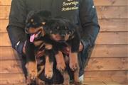 $350 : Rottweiler puppies AKC thumbnail